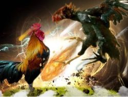 Lokasi Sabung Ayam di Jenggolo Tidak Jauh Dari Polsek, Namun APH Terkesan Tutup Mata