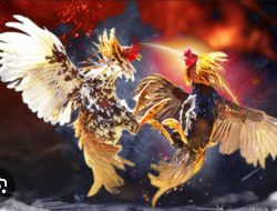 Lapor Dirkrimum dan Kapolres Malang, judi Sabung Ayam di Cokro Pakis Beraktivitas  Lagi 