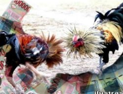 Abaikan Program Asta Cita, Sabung Ayam di Desa Lensapuro Kota Malang Semakin Tak Terbendung
