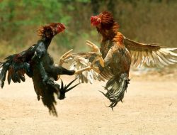Maraknya Judi Sabung Ayam, Kapolsek Tanjung Bumi Seolah Tutup Mata