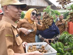 Wabup Sidoarjo Apresiasi Wisata Petik Buah Klengkeng, Dorong Pemanfaatan Lahan Produktif