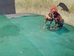 Diduga Arena Sabung Ayam di Joho Gedangan Kembali Ramai, Warga Minta Aparat Bertindak Tegas