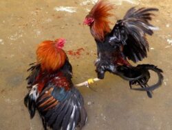 Diduga Beroperasi, Arena Sabung Ayam di Desa Andongsari Ambulu Jember Jadi Sorotan Warga