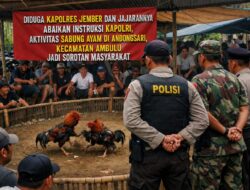Diduga Kapolres Jember dan Jajarannya Abaikan Instruksi Kapolri, Aktivitas Sabung Ayam di Ambulu Jadi Sorotan Masyarakat