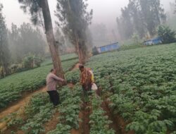 Bhabinkamtibmas Polsek Tosari Intensif Dampingi Petani Kentang Dukung Ketahanan Pangan Nasional
