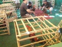 Tokoh Agama dan Tokoh Masyarakat Minta Aparat Selidiki Dugaan Judi Sabung Ayam di Pondok Dalem Secara Profesional
