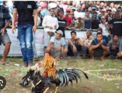 Sorotan Publik Menguat, Dugaan Aktivitas Sabung Ayam di Wedoro Klurak Didorong Segera Diusut Tuntas