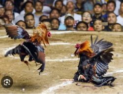 Diduga Marak Sabung Ayam dan Cap Jeki di Desa Srigading, Warga Minta Polsek Tajinan Bertindak Tegas