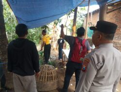 Polsek Pakisaji Bongkar Arena Diduga Sabung Ayam di Wadung, Cegah Perjudian Kembali Marak