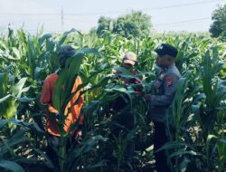 Tanaman Jagung di Dukuhsari Tumbuh Subur, Bhabinkamtibmas Dorong Pemanfaatan Lahan Produktif