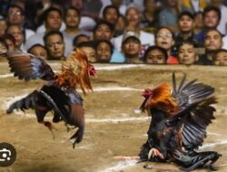 Dugaan Judi Sabung Ayam, Dadu hingga Capjiki Disebut Marak di Kradenan dan Boro Pakis, Nama Yoppi Disebut sebagai Pengelola