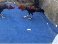 Kapolres Nganjuk Bungkam, Dugaan Arena Sabung Ayam Kembali Beroperasi Jadi Sorotan: Pengawasan Aparat Dipertanyakan
