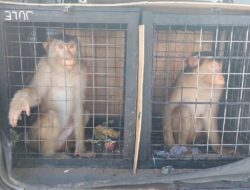 Waspadai Risiko Hepatitis B Hingga Monkeypox, Karantina Jatim Perketat Lalu Lintas Monyet di 27 Titik