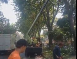 Warga Sidoarjo Diminta Segera Laporkan Pohon Rawan Tumbang, Layanan Pengeprasan Gratis