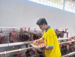 Dari Pembinaan, Tumbuhkan Kemandirian: Lapas Kalianda Bekali Warga Binaan Keterampilan Budidaya Ayam Petelur